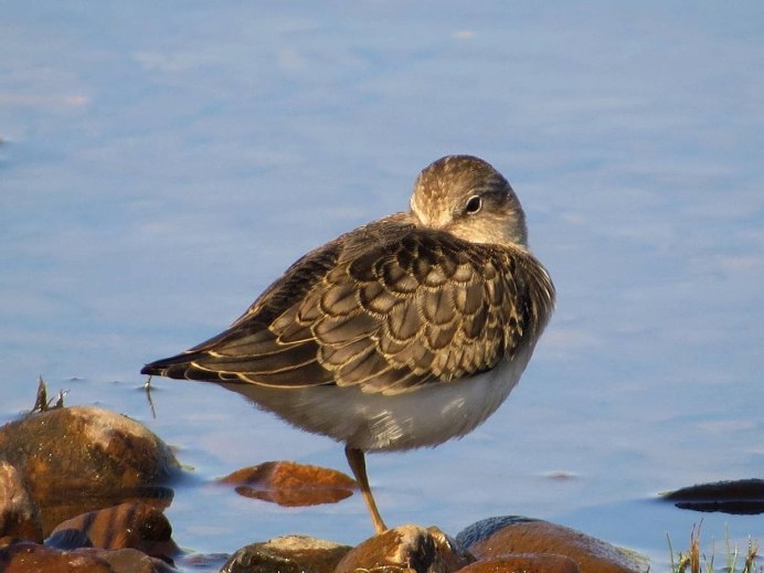 Золотистая ржанка