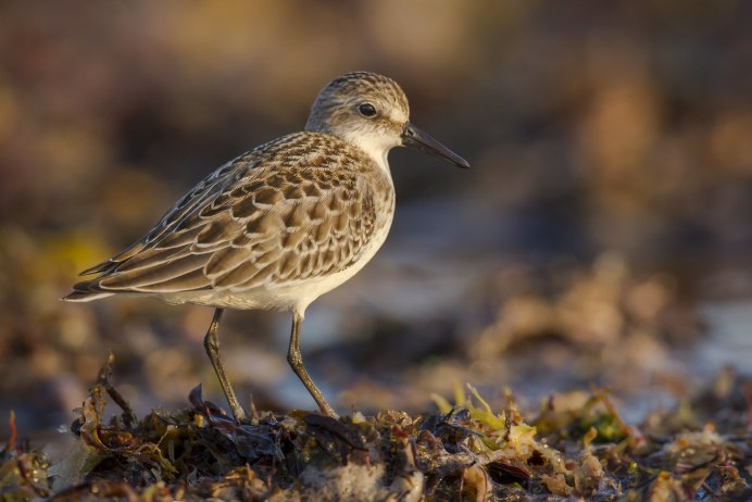 Непоседа пестрая птица белохвостая