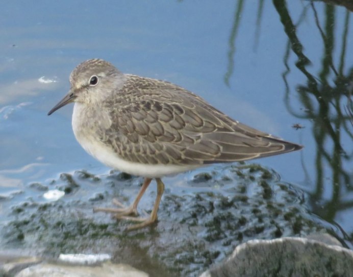Кулик Воробей птенец