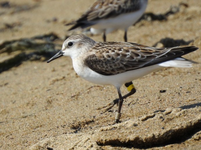Бекас песочник