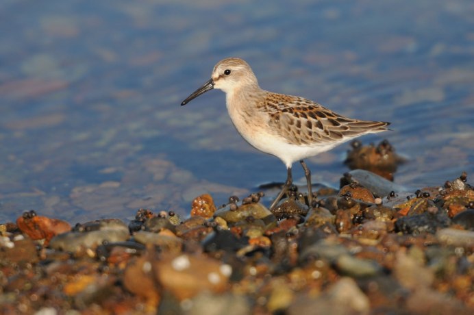 Кулики Кольского полуострова