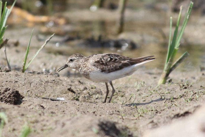 Мигрирующие Кулики Байкал