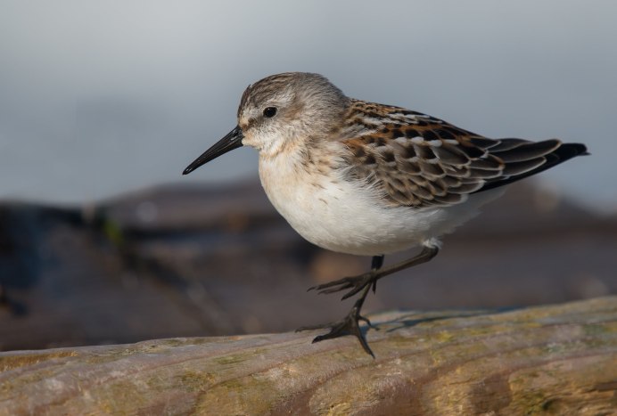 Белохвостый песочник