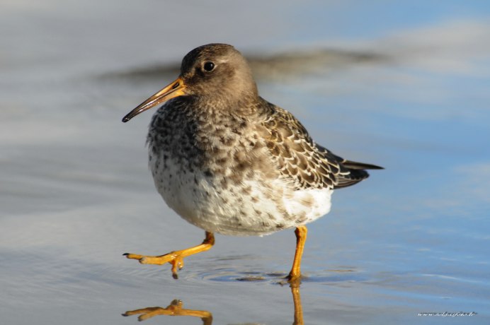 Белохвостые Кулики