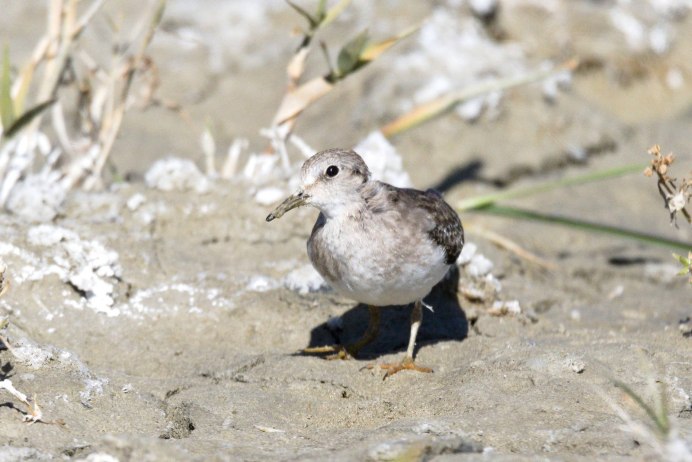 Кулик кроншнеп и Бекас