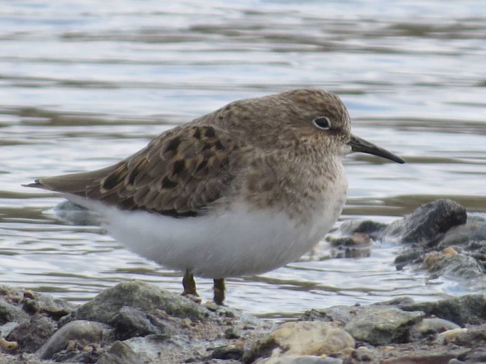 Белохвостый песочник