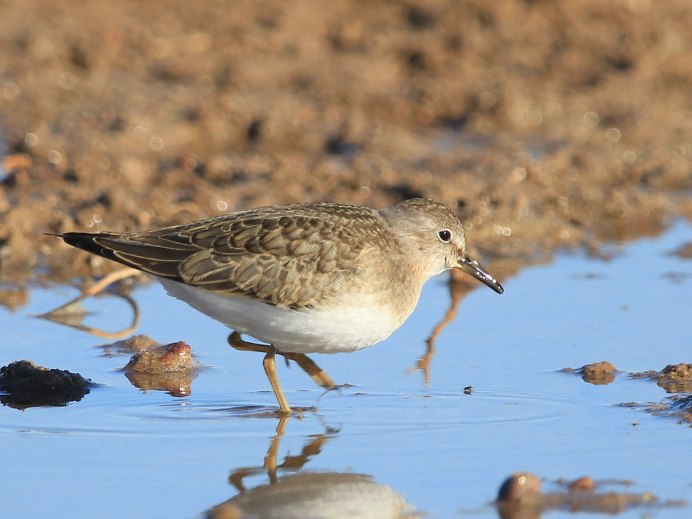 Белохвостый песочник