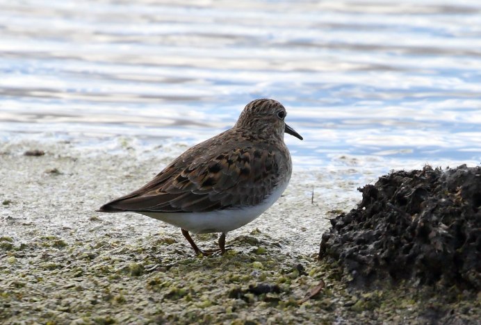 Кулик птица Белохвостый