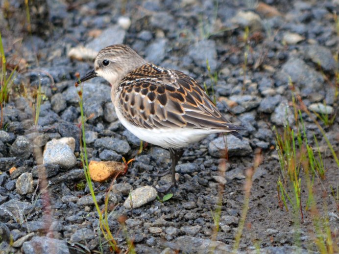Исландский песочник (Calidris canutus)