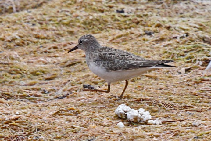 Белохвостый песочник