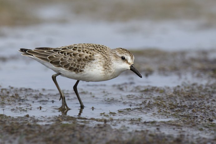 Берингийский песочник Камчатка