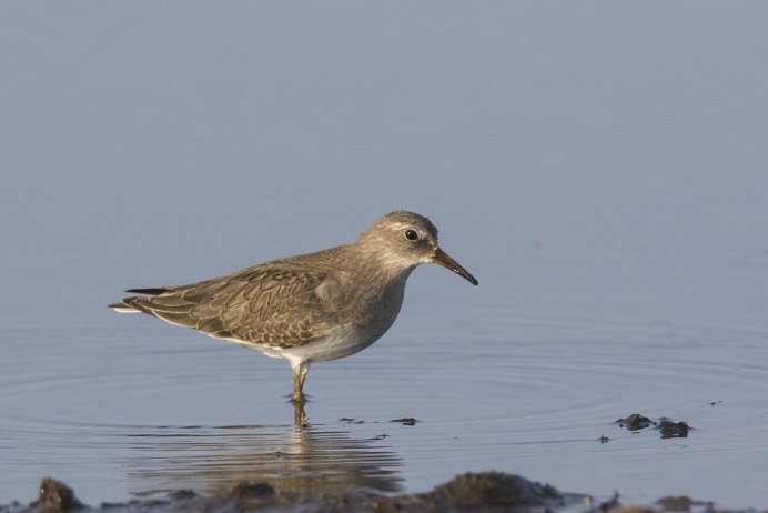 Песочник птица