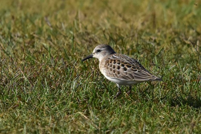 Куличик песочник птица