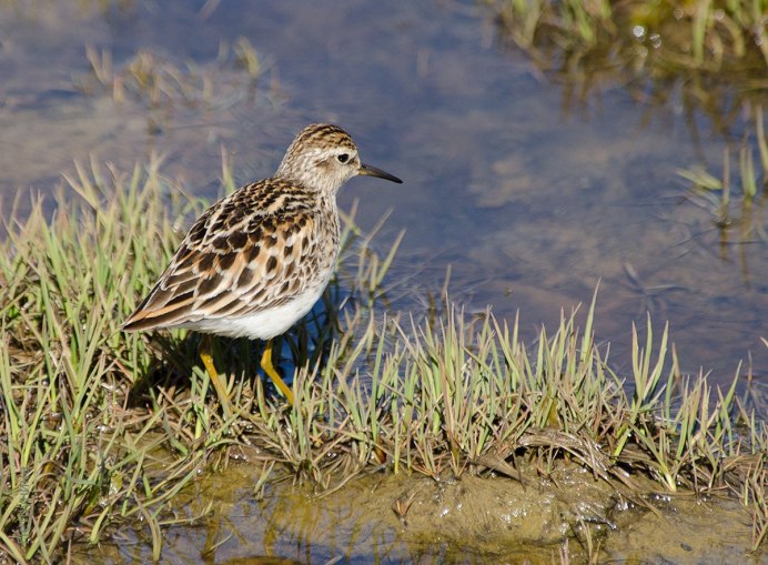 Птички Кулички песочники