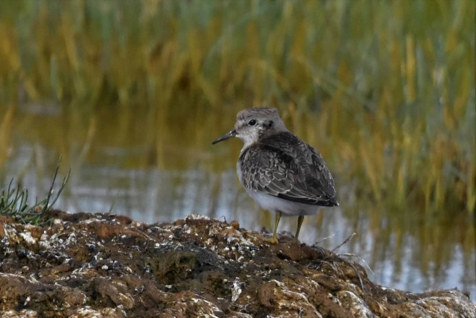 Желтозобик в тундре
