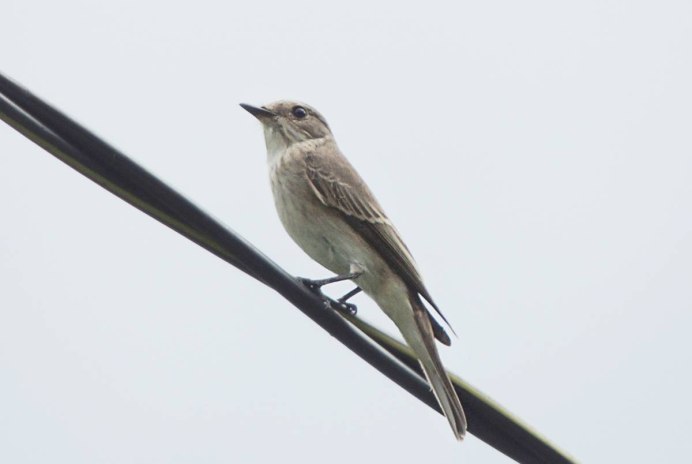 Серая птица