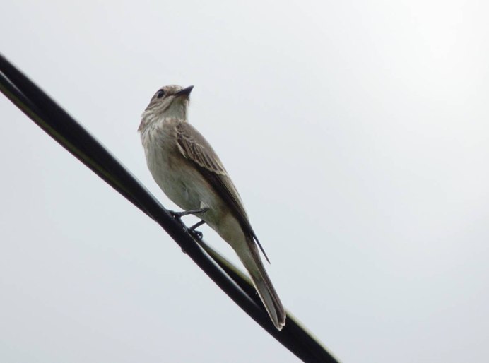 Маленькая серая птичка с длинным хвостом