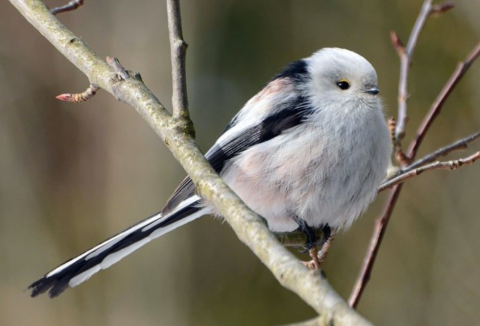 Серая мухоловка