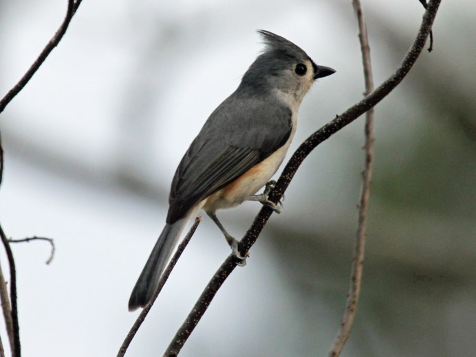 Tufted Titmouse