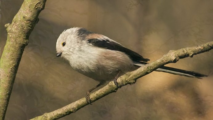 Маленькие серенькие птички