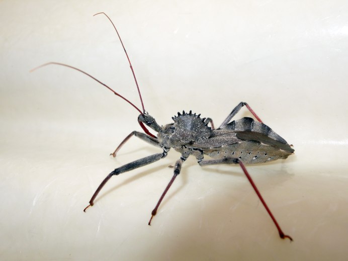 Arilus cristatus