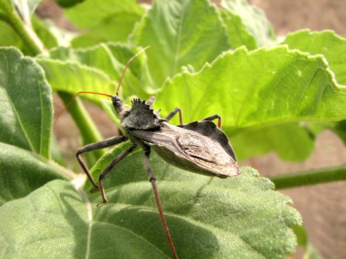 Arilus cristatus