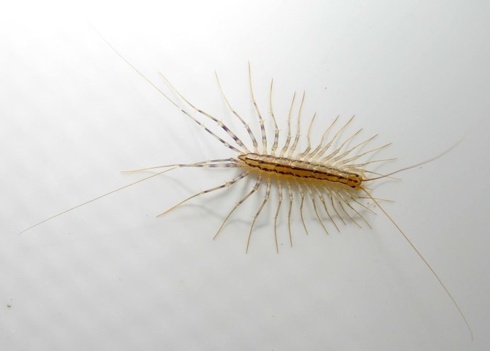 Личинки Scolopendrella Immaculata