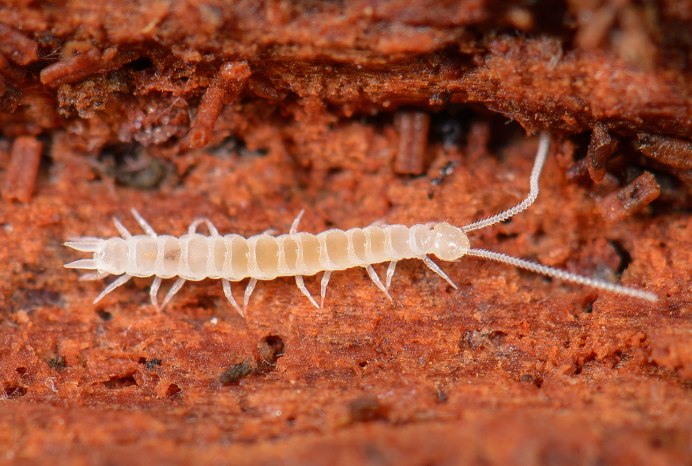 Porcellio expansus мокрица