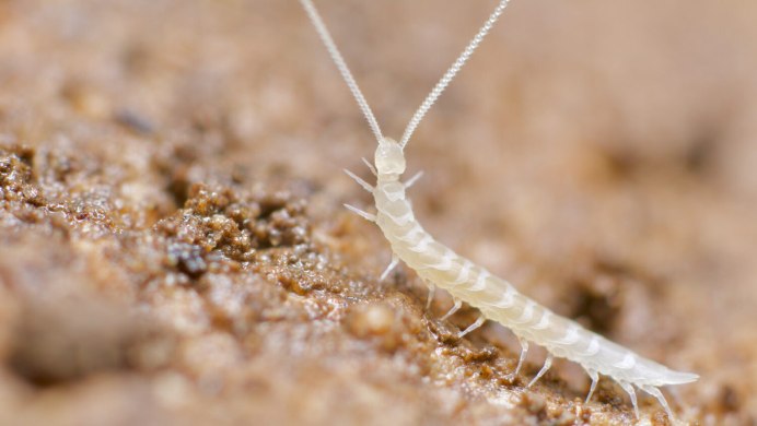 Симфилы (Symphyla)