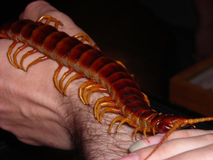 Millipede Millipede