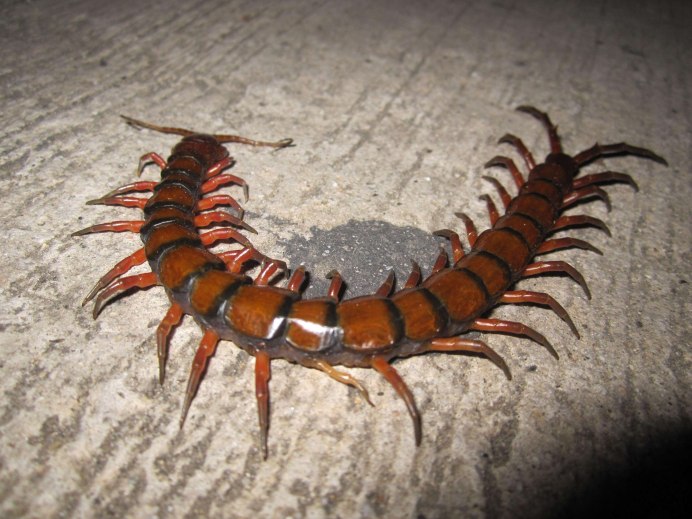Чешуйница (lepisma saccharina)