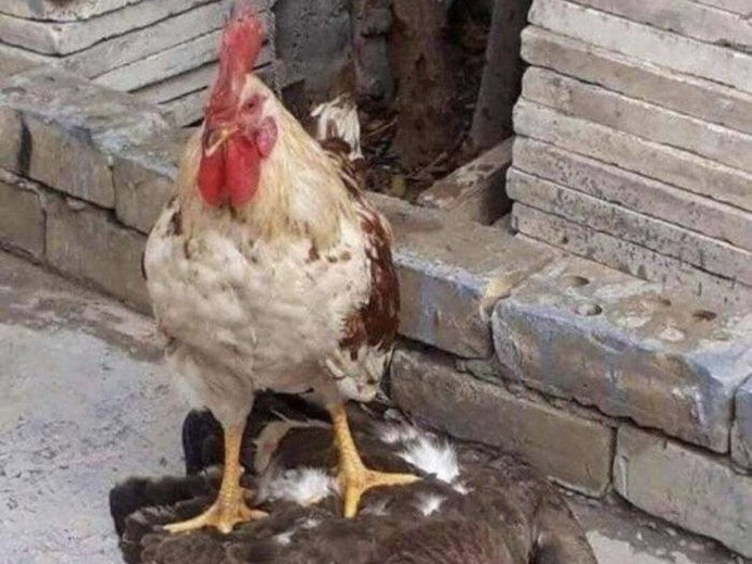 Степной Орел на охоте