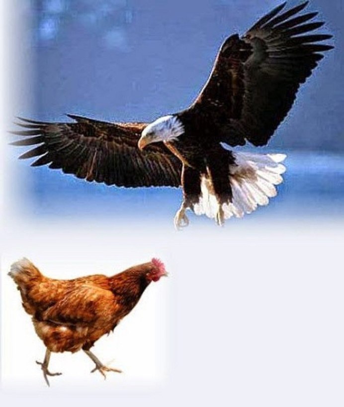 Степной Беркут