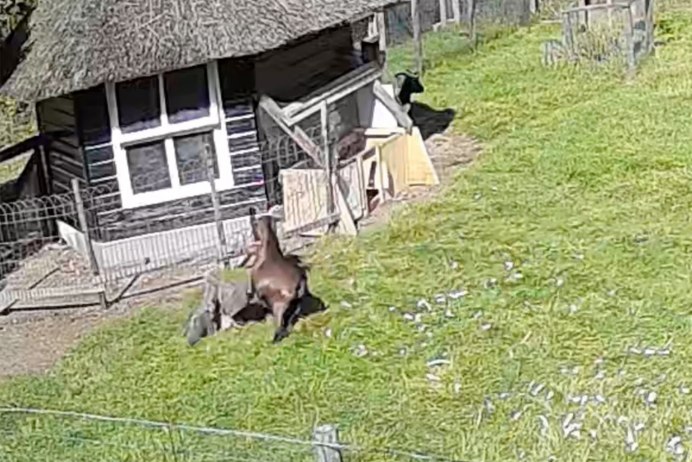 Козел спасает курицу от ястреба видео