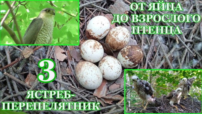 Орел Беркут и человек