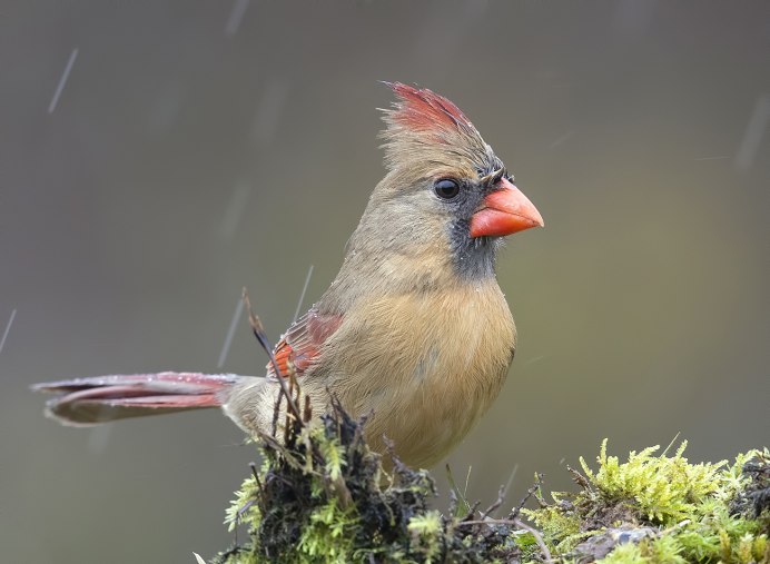 Baeolophus atricristatus