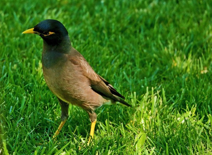 Афганский скворец майна