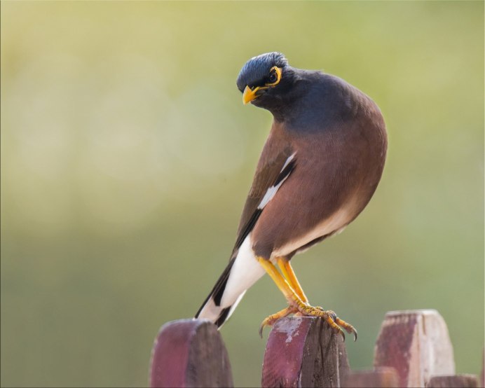 Птицы Израиля скворец