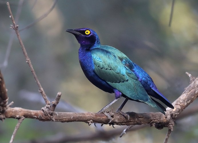 Желтоухий скворец