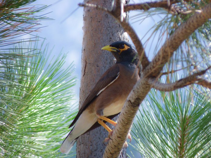 Афганка птица