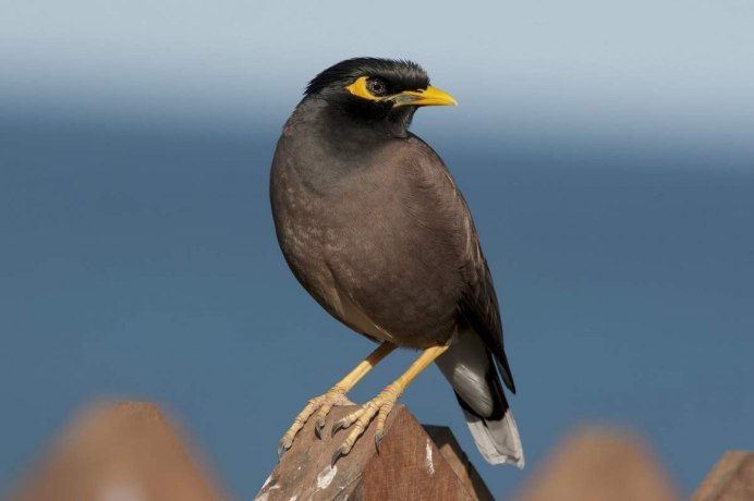 Acridotheres tristis
