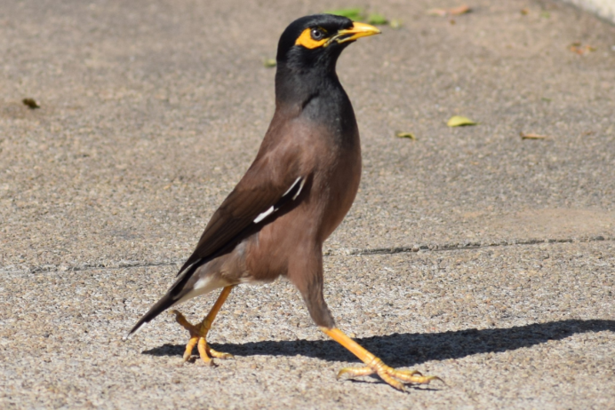 Обыкновенная майна