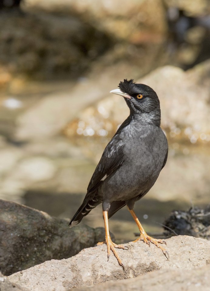 Майна обыкновенная (common Myna).