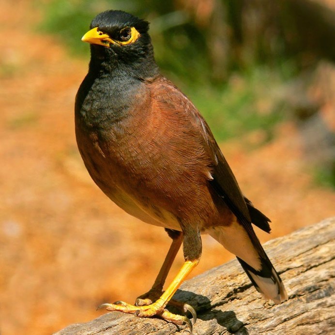 Майна обыкновенная (common Myna).