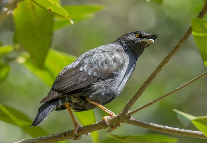 Афганский скворец майна