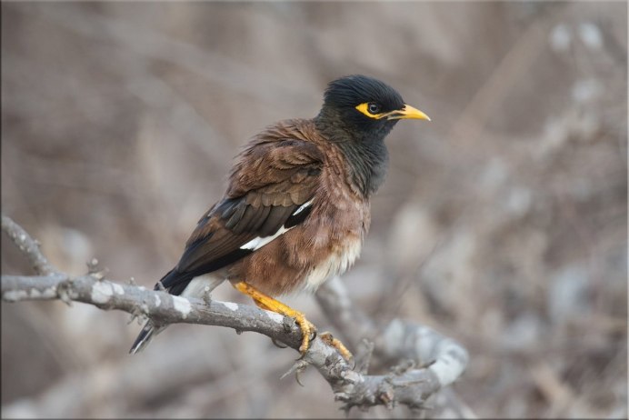 Афганский скворец майна