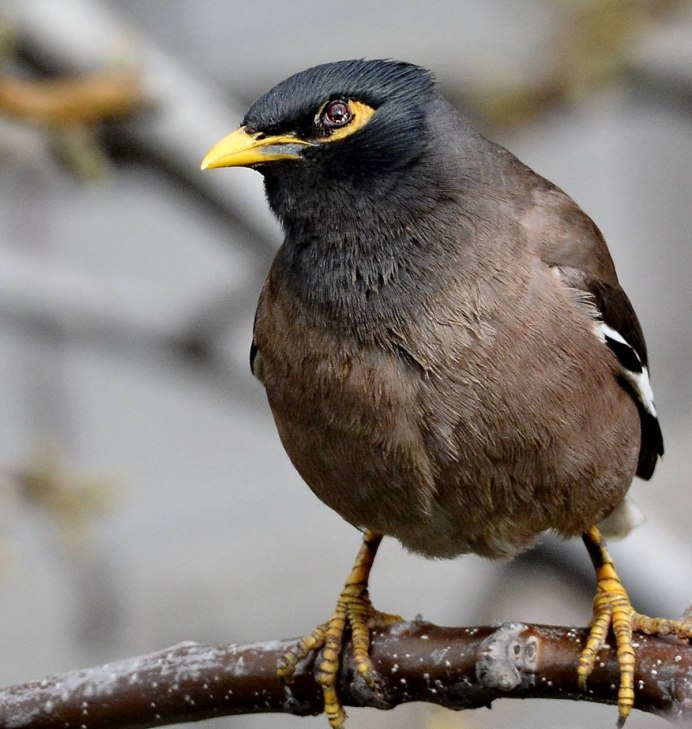 Майна обыкновенная (common Myna).