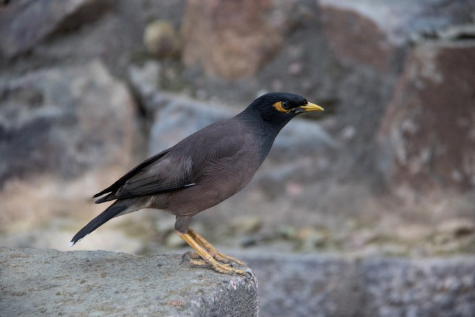 Среднеазиатский скворец