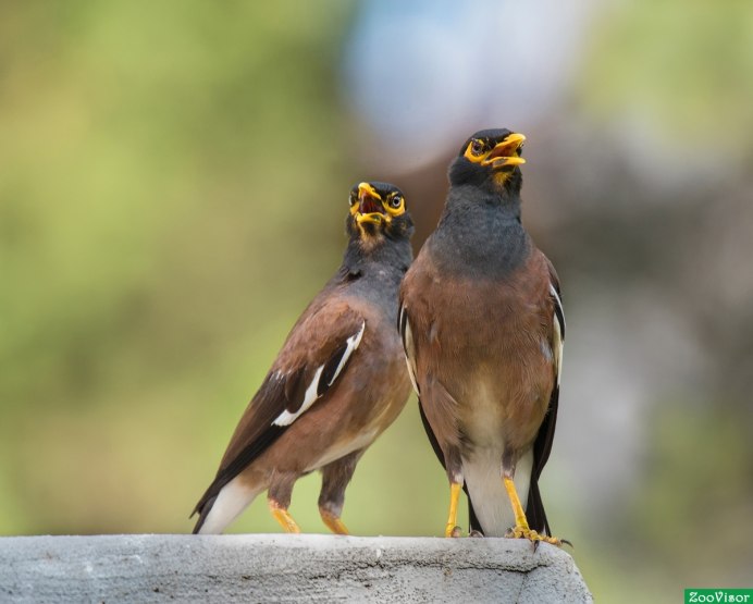 Афганский скворец майна