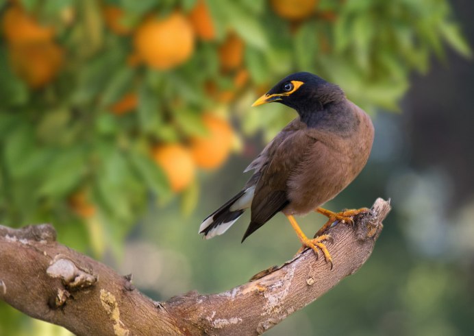 Розовый скворец